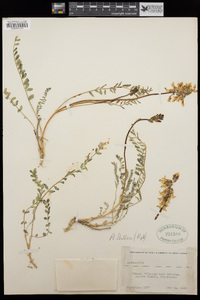 Astragalus sheldonii image