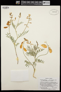 Astragalus whitneyi var. siskiyouensis image