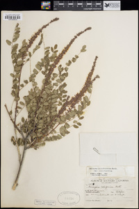 Amorpha californica var. californica image