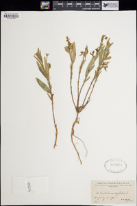 Crotalaria sagittalis image