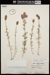 Dalea purpurea image