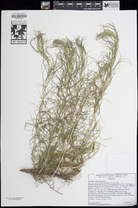 Artemisia californica image