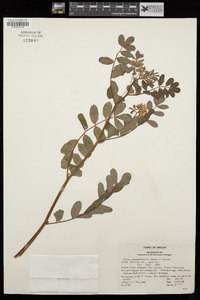 Hosackia crassifolia image