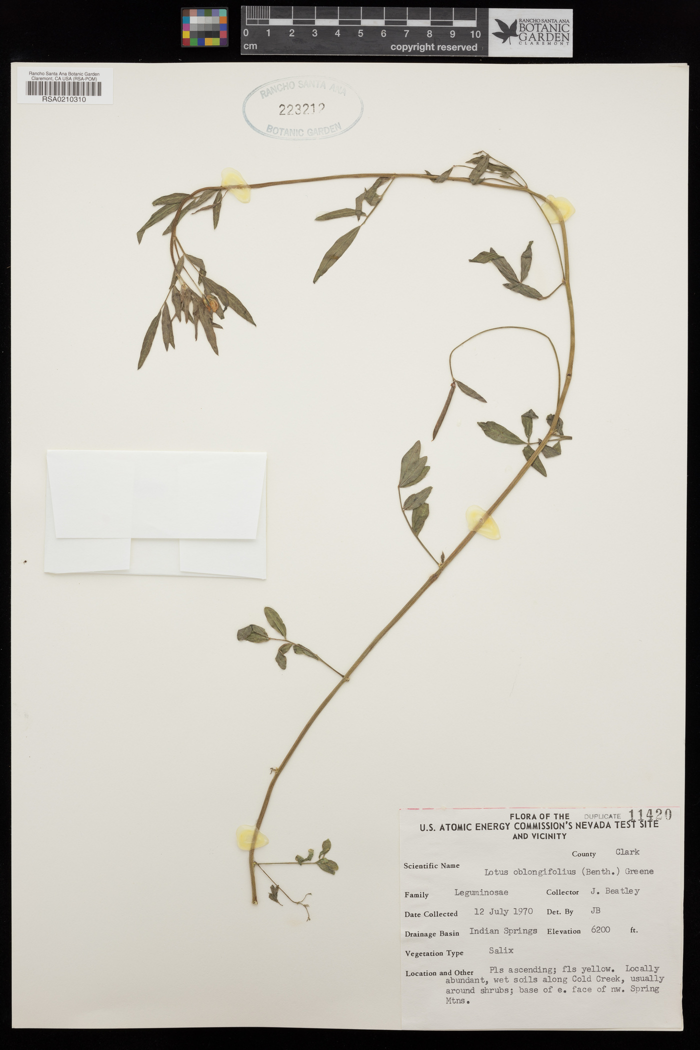Hosackia oblongifolia var. oblongifolius image