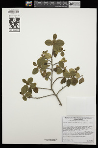 Frangula californica subsp. californica image