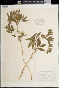 Lathyrus palustris image