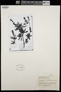 Lupinus arbustus subsp. pseudoparviflorus image