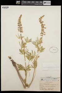 Lupinus arbustus subsp. calcaratus image