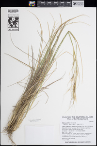 Stipa pulchra image