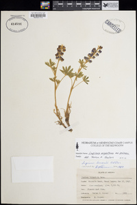 Lupinus argenteus var. palmeri image