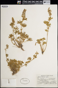 Lupinus argenteus var. palmeri image