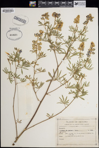 Lupinus argenteus var. palmeri image