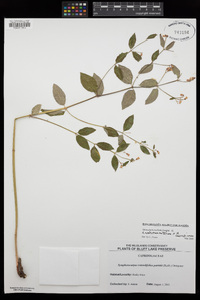 Apocynum androsaemifolium image