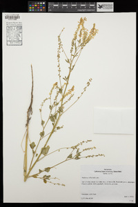 Melilotus officinalis image