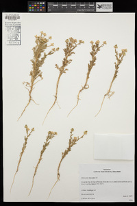 Matricaria discoidea image