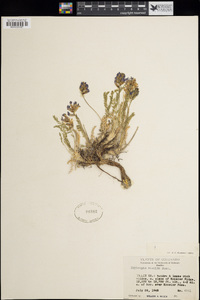 Oxytropis borealis var. viscida image