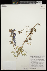 Lupinus succulentus image