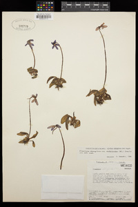 Pinguicula orchidioides image