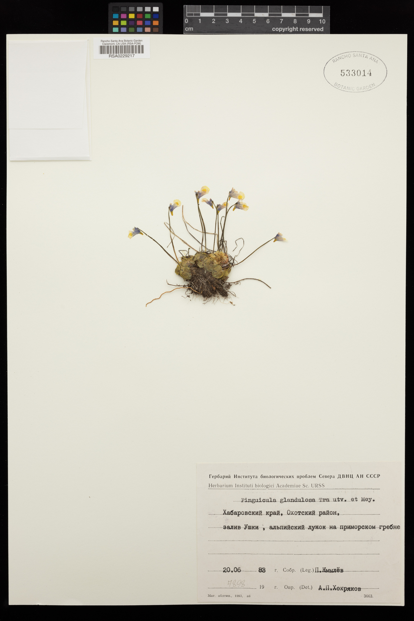 Pinguicula variegata image