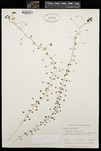 Drosera macrantha image