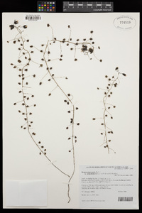Drosera macrantha image