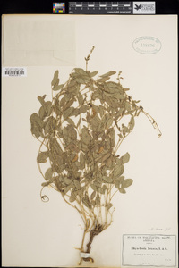 Image of Rhynchosia senna