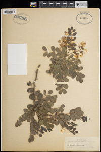 Robinia neomexicana image