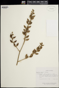 Image of Hechtia rosea