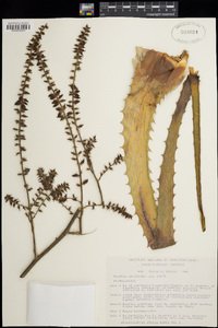 Image of Hechtia jaliscana