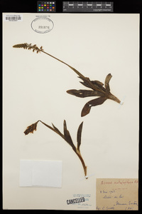 Orchis anthropophora image