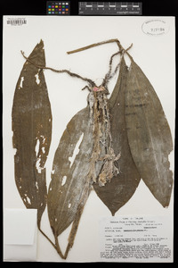 Image of Acanthophippium striatum