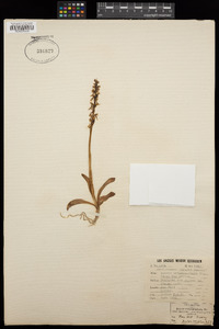 Orchis anthropophora image