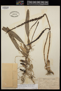 Image of Bulbophyllum aristatum