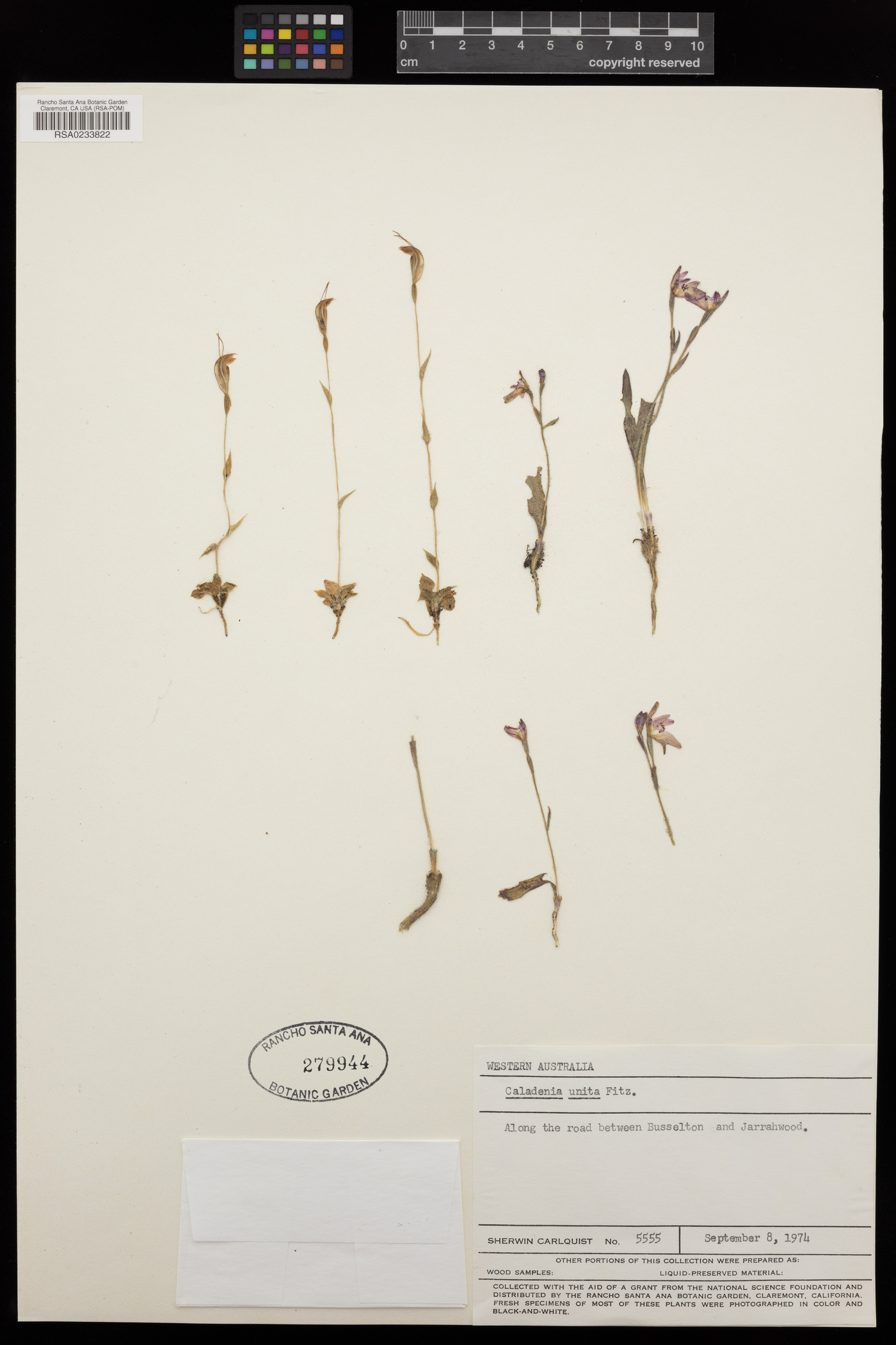 Caladenia nana subsp. unita image