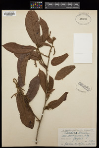 Image of Antidesma laciniatum