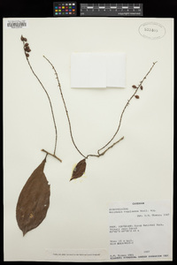 Image of Antidesma vogelianum