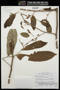 Image of Antidesma montanum