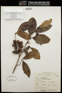 Austrobuxus nitidus image