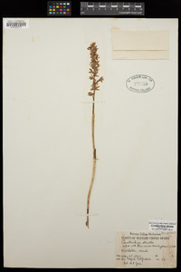 Corallorhiza striata image
