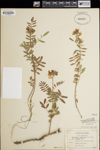 Tephrosia virginiana image
