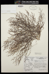 Euphorbia parishii image