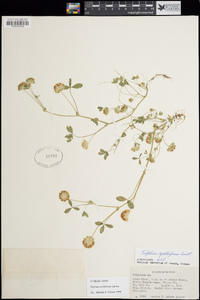 Trifolium cyathiferum image