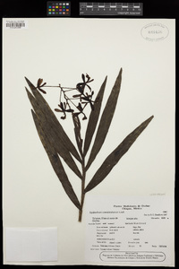 Image of Epidendrum cnemidophorum