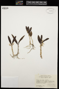 Image of Epidendrum cardiochilum