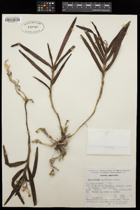 Image of Epidendrum anisatum