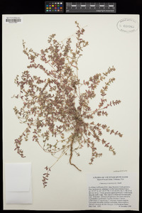 Euphorbia maculata image