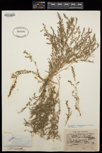 Euphorbia abramsiana image