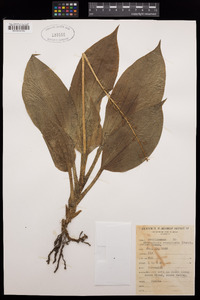 Crepidium resupinatum image