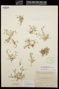 Trifolium monanthum image