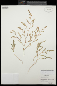 Euphorbia prostrata image